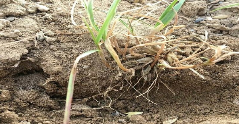 Sevganingiz uchun shahvoniy xayrli tong tilaklari